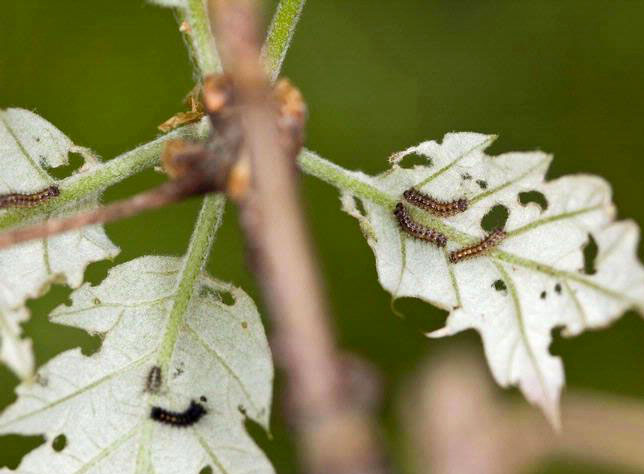 Early instars feeding on leaves